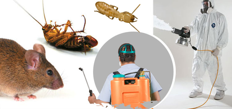 Pest Control Services in Teynampet