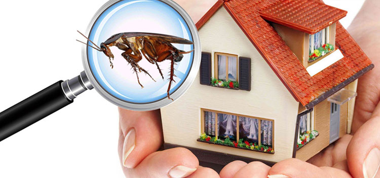 Pest Control Services in Teynampet