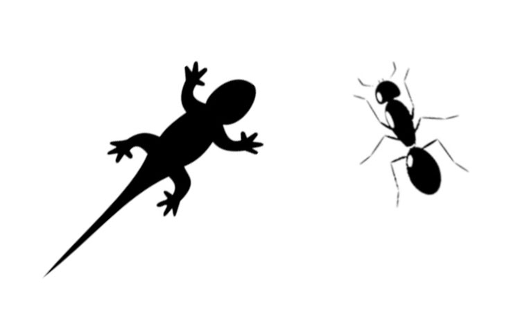 Ants & Lizards Ants and Lizard Control Service in Chennai