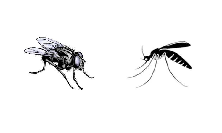 Mosquito & Fly Mosquito Control Service in Chennai
