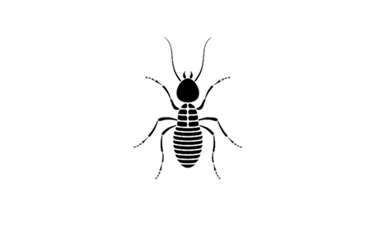 Termite Termite Control Services in Chennai