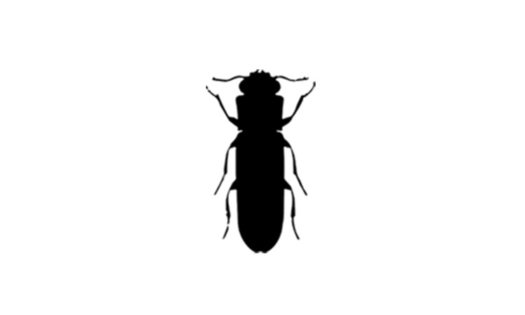 Wood Borer Wood Borer Control Services in Chennai